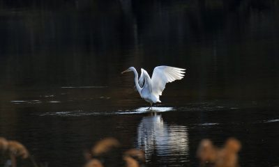 尘白禁区PvP竞技系统上线版本截图，新增排名段位界面与竞技匹配功能，界面设计精炼简洁